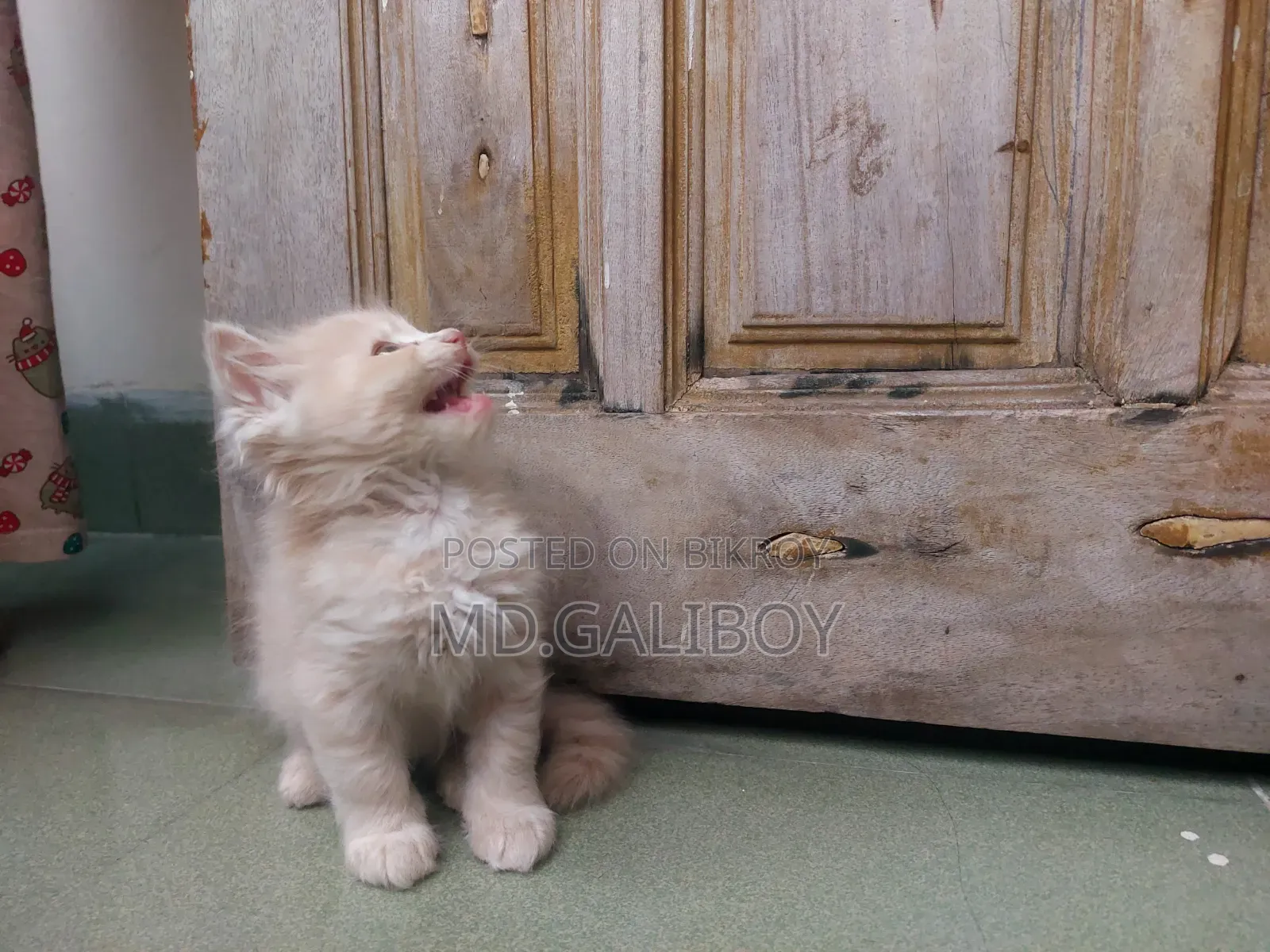 1-3 Months Male Purebred Persian