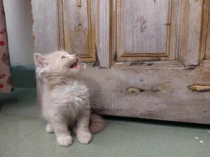 1-3 Months Male Purebred Persian