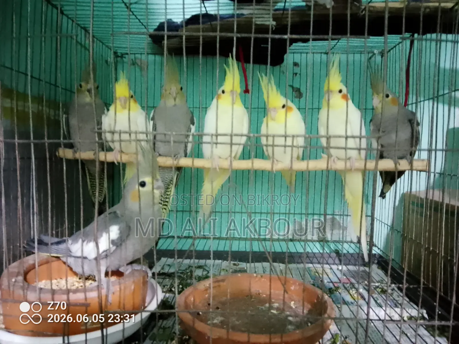 Cockatiel Bird