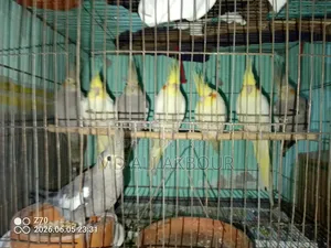 Cockatiel Bird
