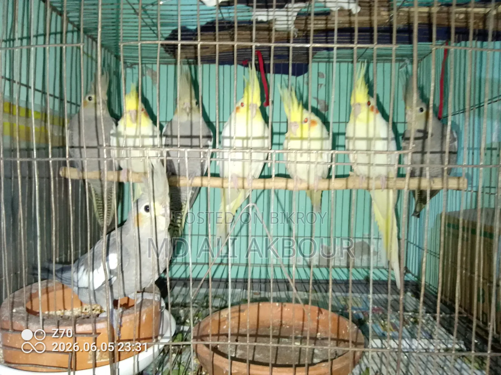 Cockatiel Bird