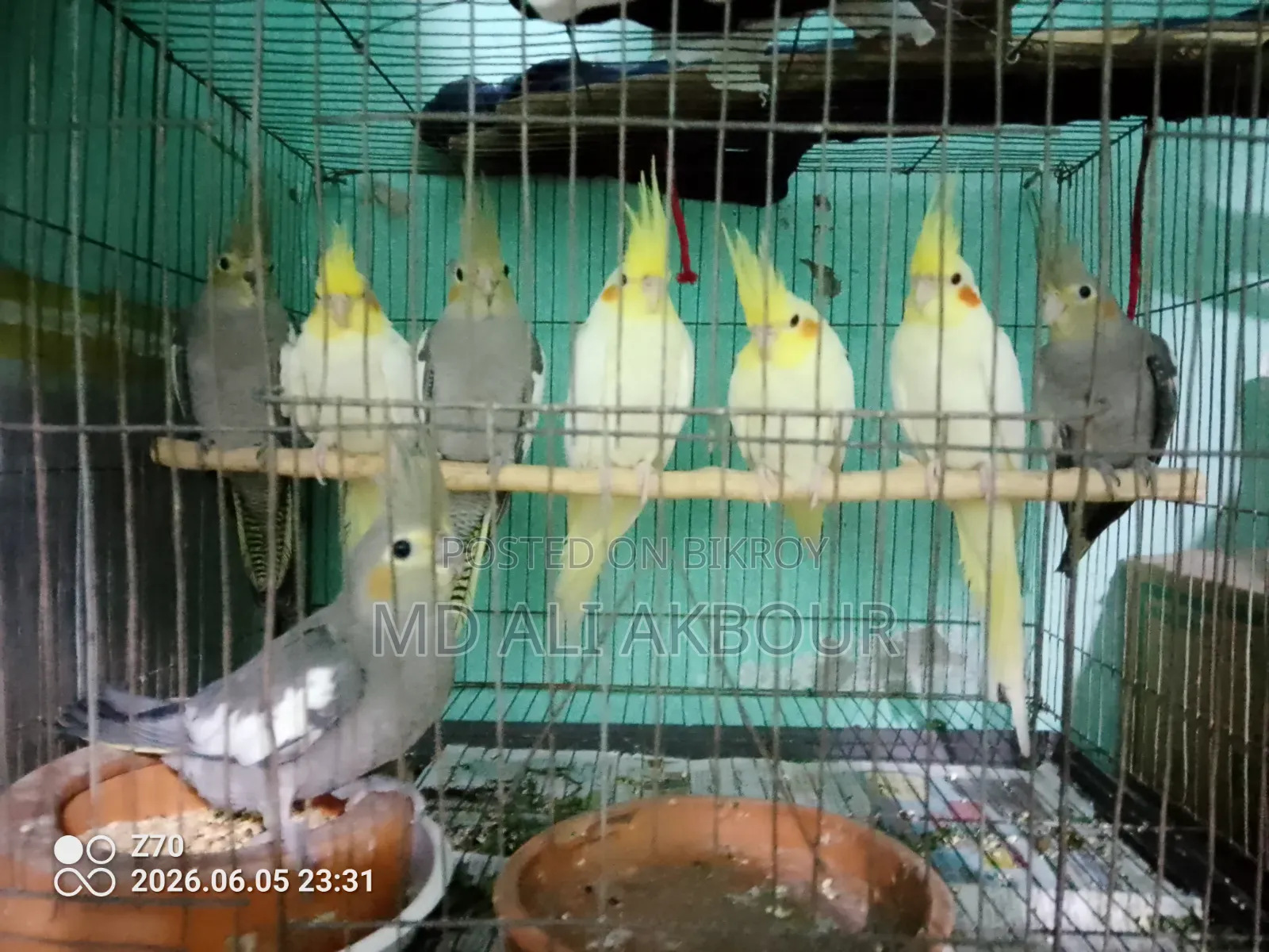Cockatiel Bird