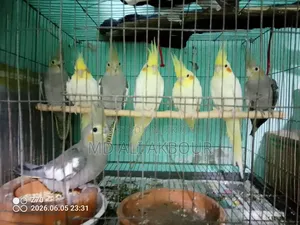 Cockatiel Bird