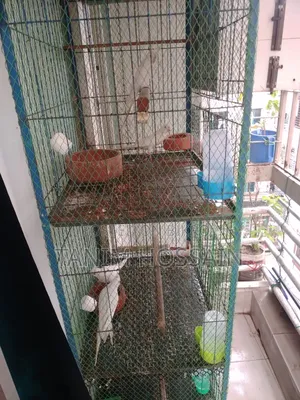Bird Cage
