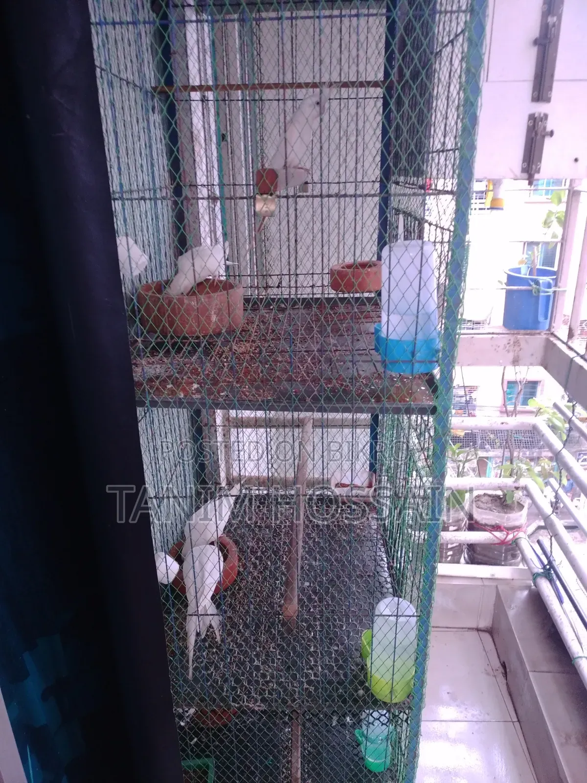 Bird Cage