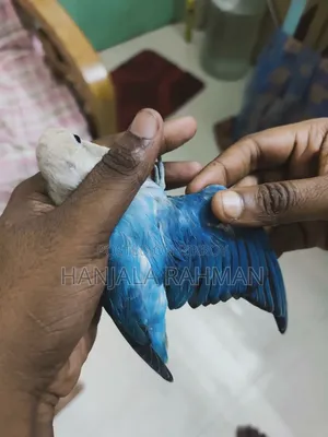 High Mutation Lovebird Half Tame Bird