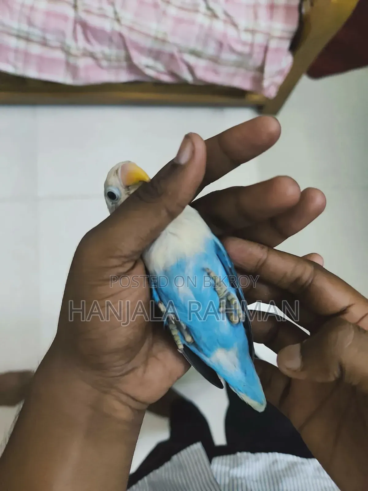 High Mutation Lovebird Half Tame Bird