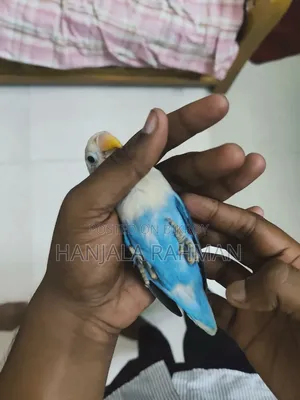 High Mutation Lovebird Half Tame Bird