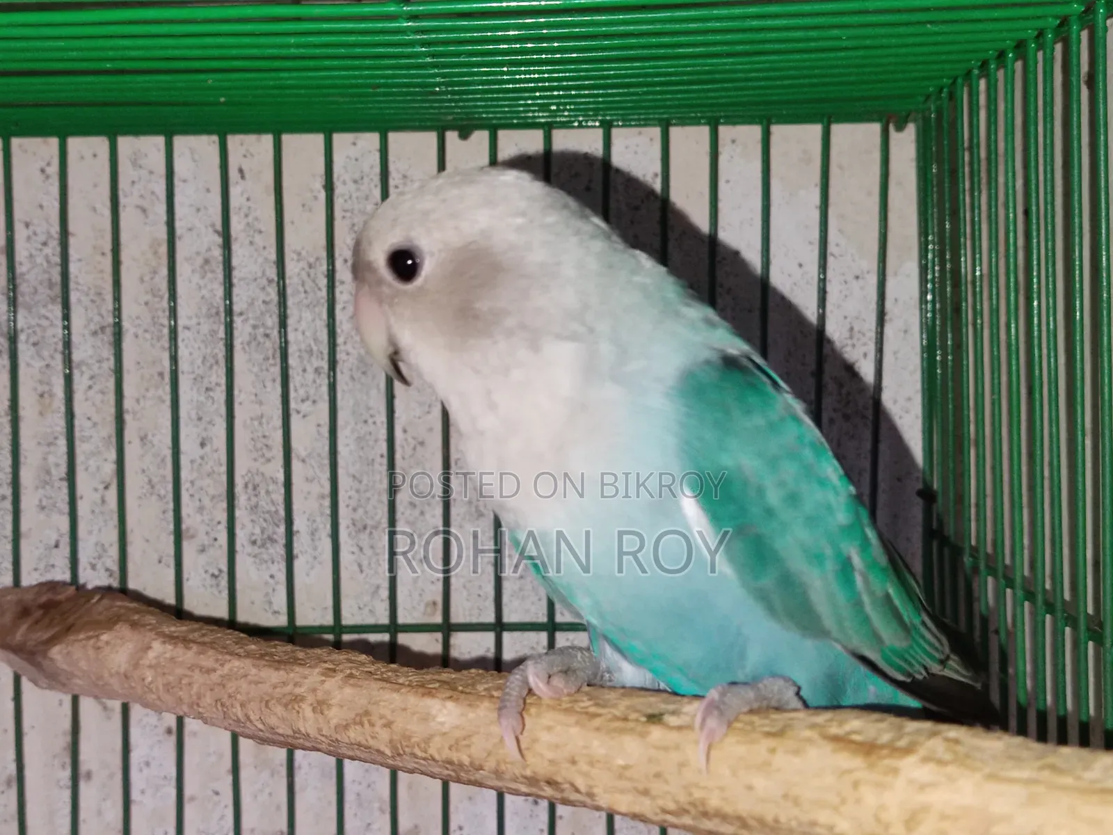 নতুন প্রাপ্তবয়স্ক লাভ বার্ড বিক্রির জন্য
