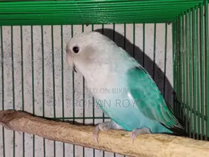 নতুন প্রাপ্তবয়স্ক লাভ বার্ড বিক্রির জন্য