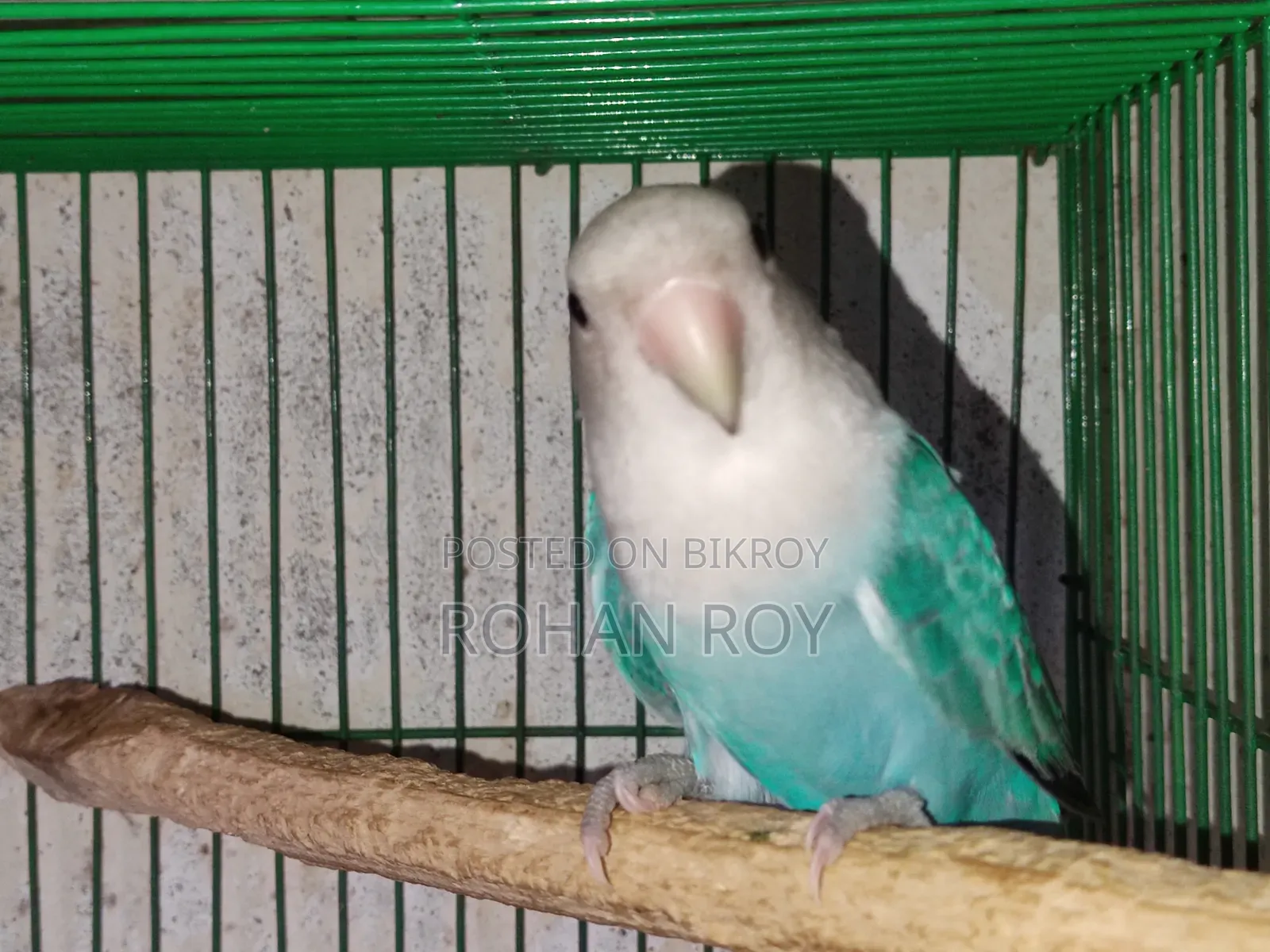নতুন প্রাপ্তবয়স্ক লাভ বার্ড বিক্রির জন্য