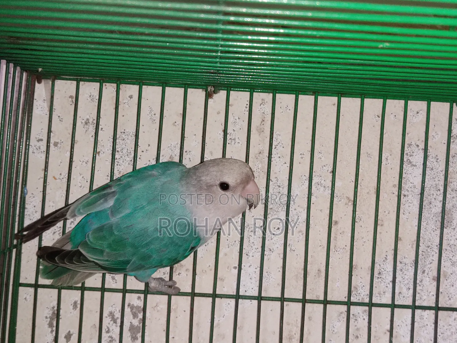 নতুন প্রাপ্তবয়স্ক লাভ বার্ড বিক্রির জন্য