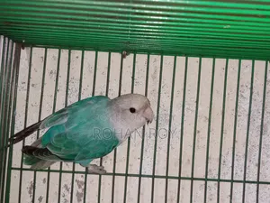 নতুন প্রাপ্তবয়স্ক লাভ বার্ড বিক্রির জন্য