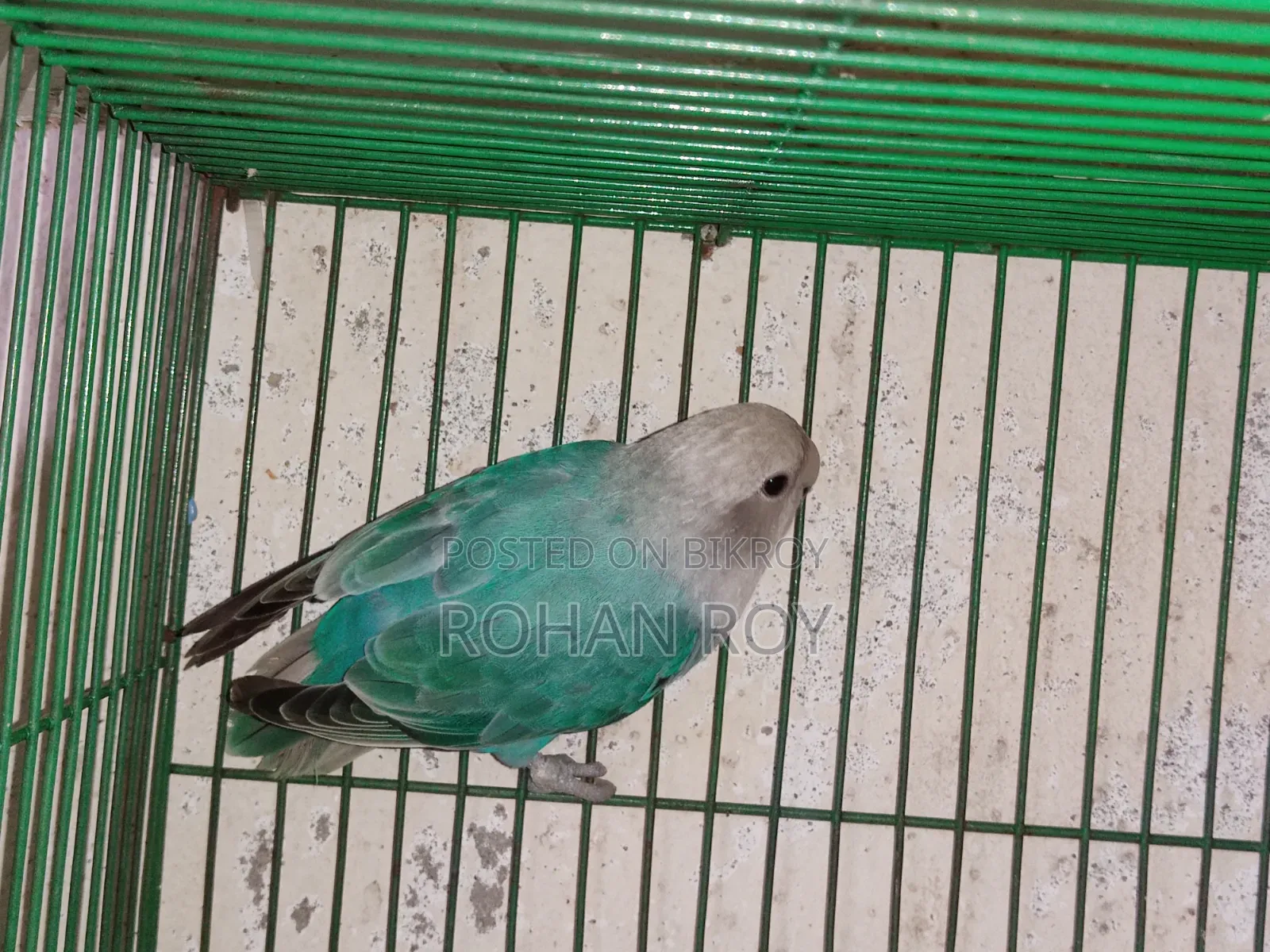 নতুন প্রাপ্তবয়স্ক লাভ বার্ড বিক্রির জন্য