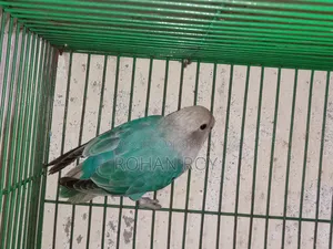 নতুন প্রাপ্তবয়স্ক লাভ বার্ড বিক্রির জন্য