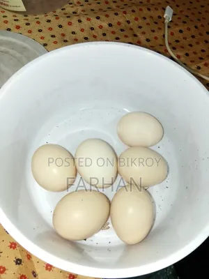 Japanese Bantam Chicken Hatching Eggs