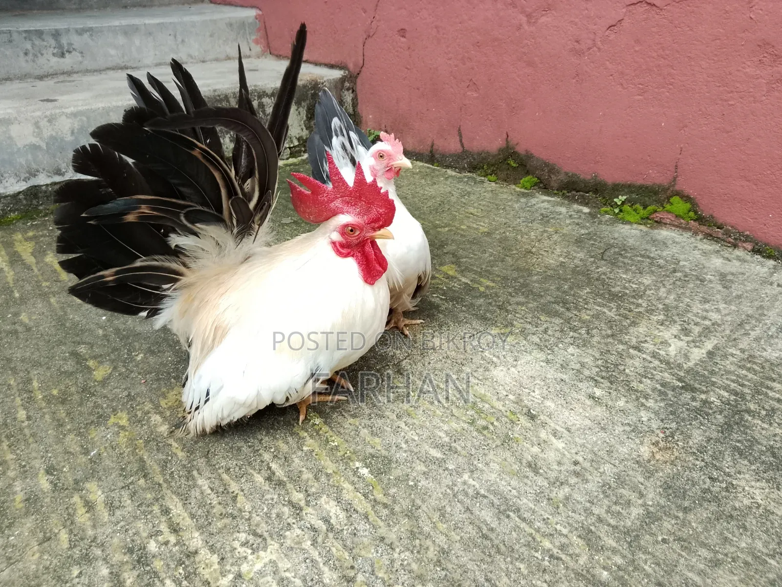 Japanese Bantam Chicken Hatching Eggs