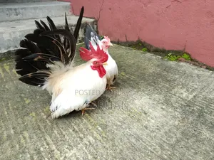 Japanese Bantam Chicken Hatching Eggs