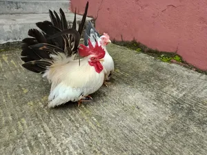 Japanese Bantam Chicken Hatching Eggs