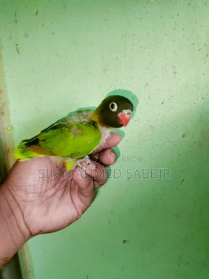 3 pieces of Lovebird Tame size chicks