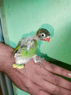3 pieces of Lovebird Tame size chicks