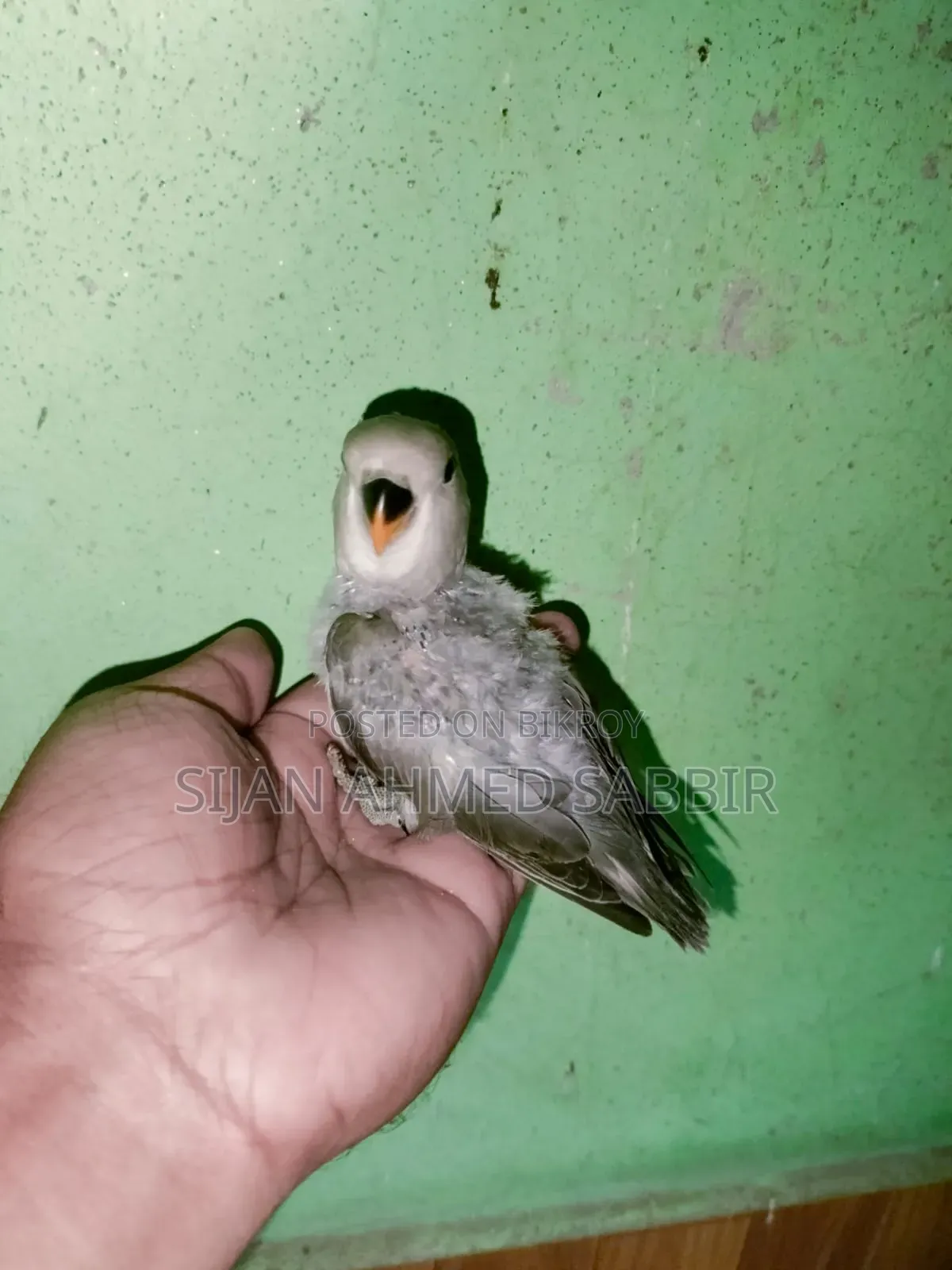 3 pieces of Lovebird Tame size chicks