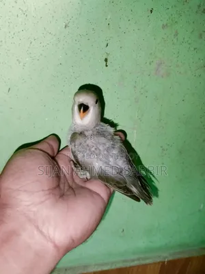 3 pieces of Lovebird Tame size chicks