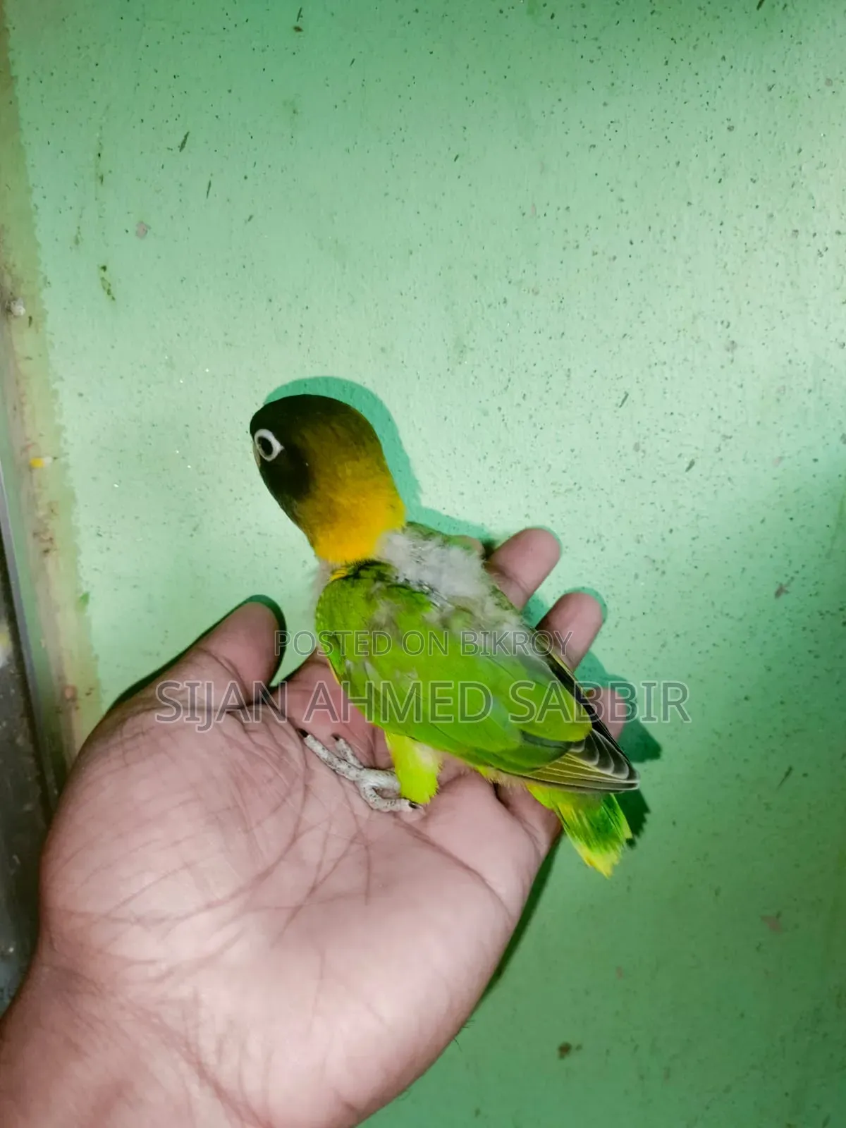 3 pieces of Lovebird Tame size chicks