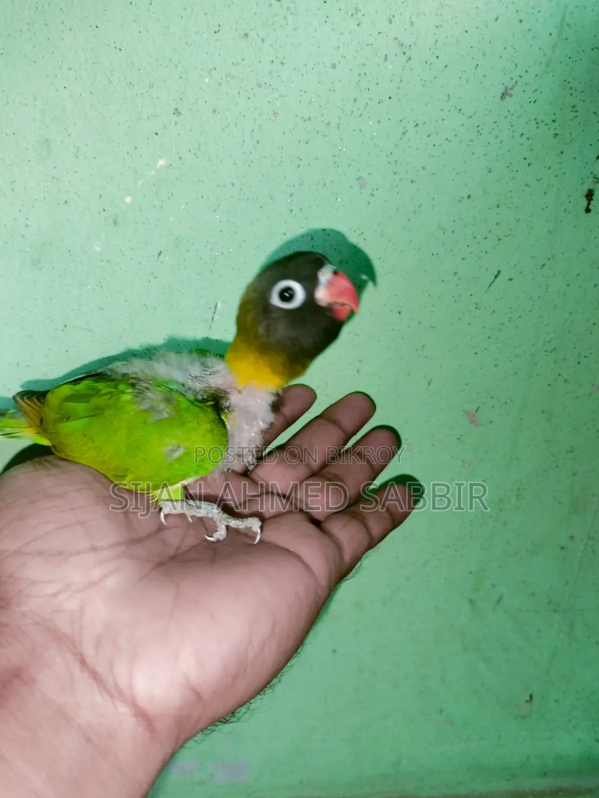 3 pieces of Lovebird Tame size chicks