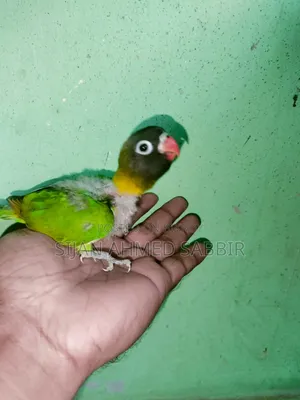 3 pieces of Lovebird Tame size chicks