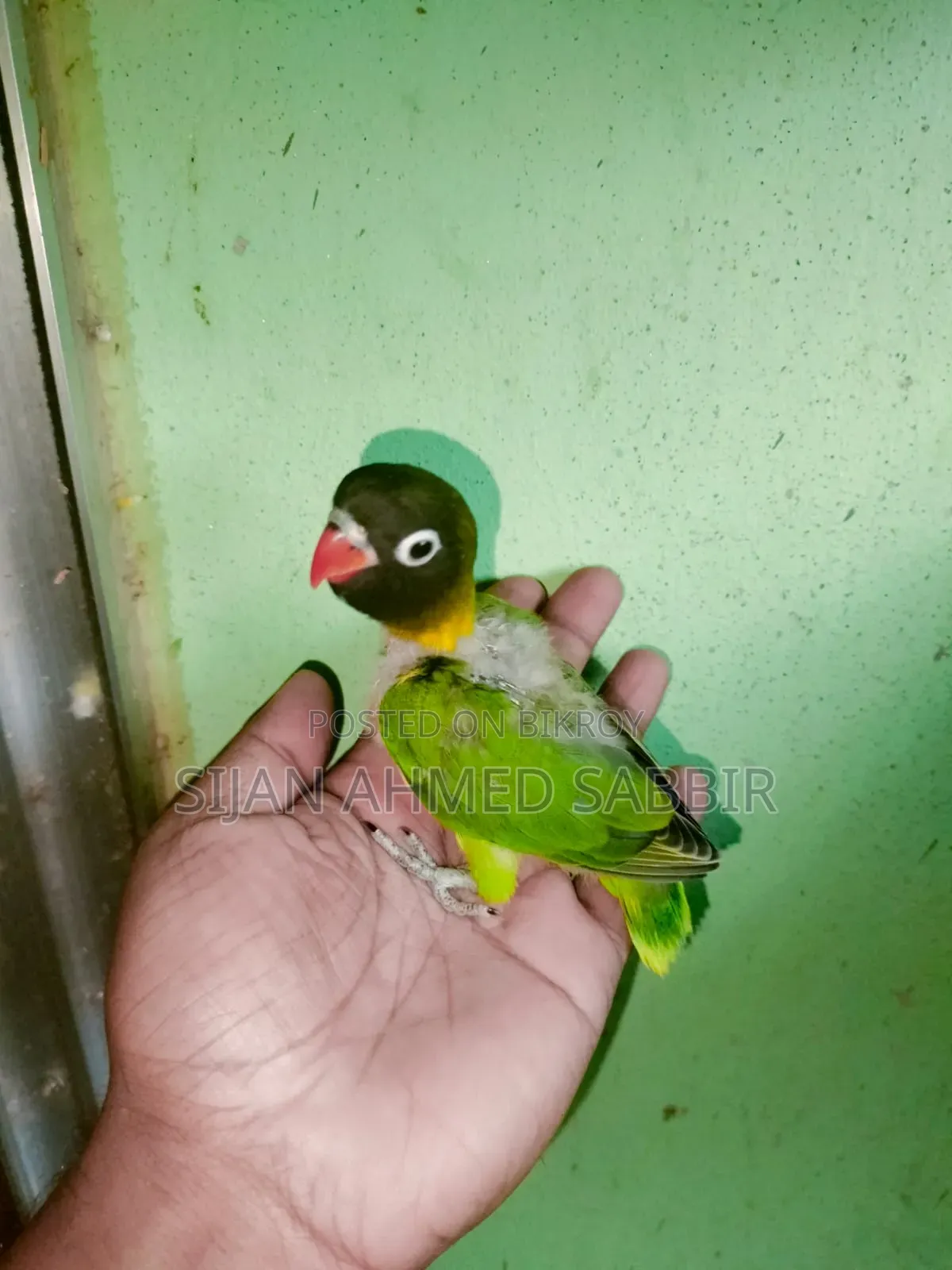 3 pieces of Lovebird Tame size chicks