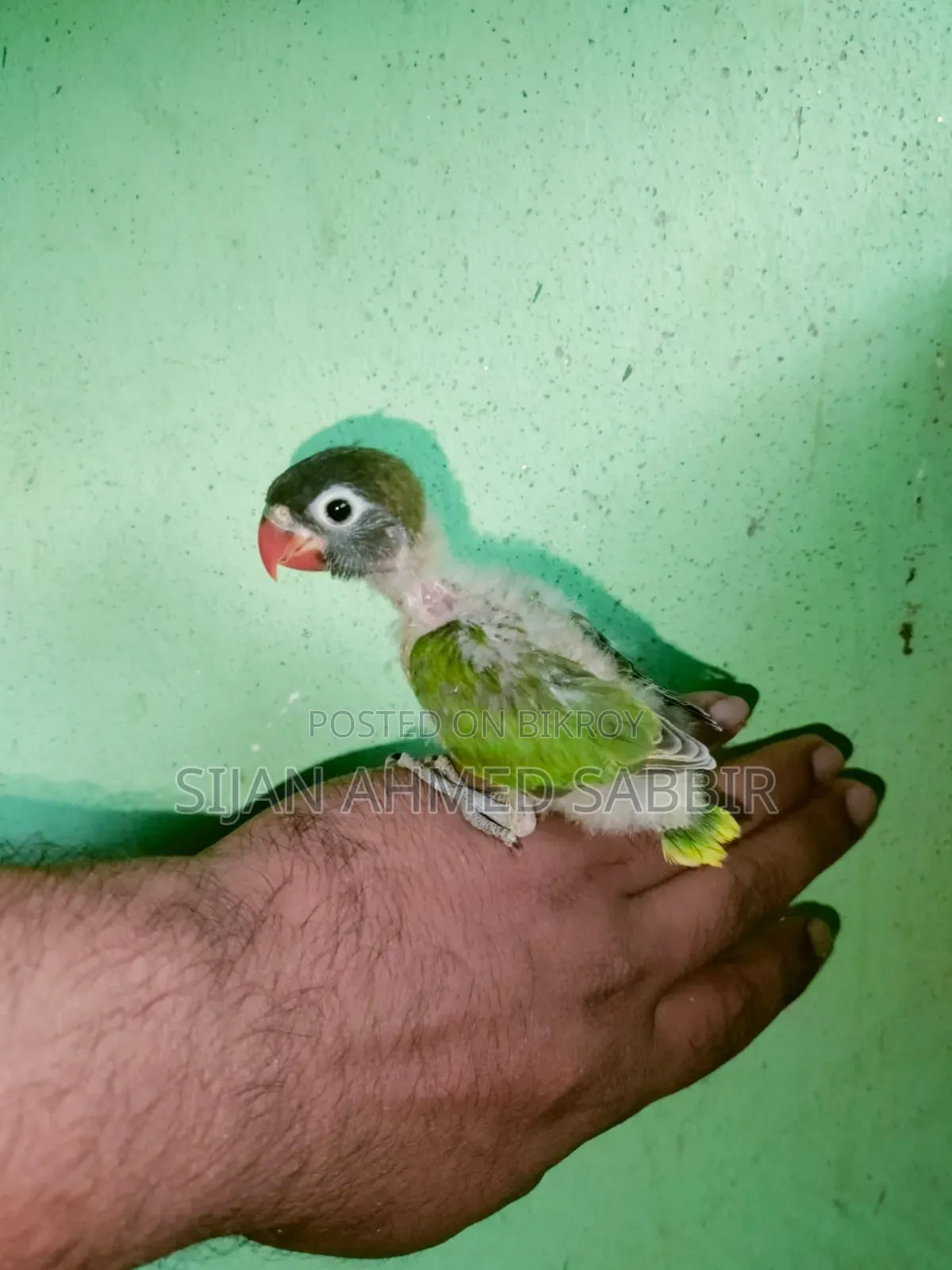 3 pieces of Lovebird Tame size chicks