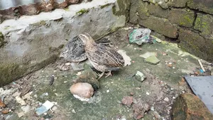Giant Coturnix