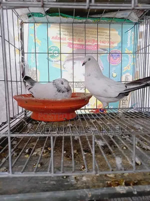 কালদম কবুতর