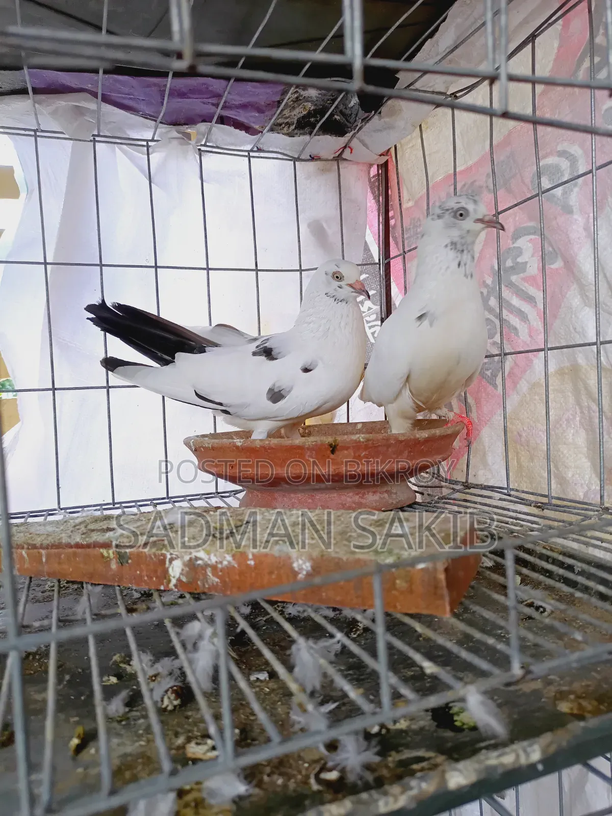 কালদম কবুতর