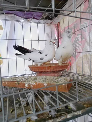 কালদম কবুতর
