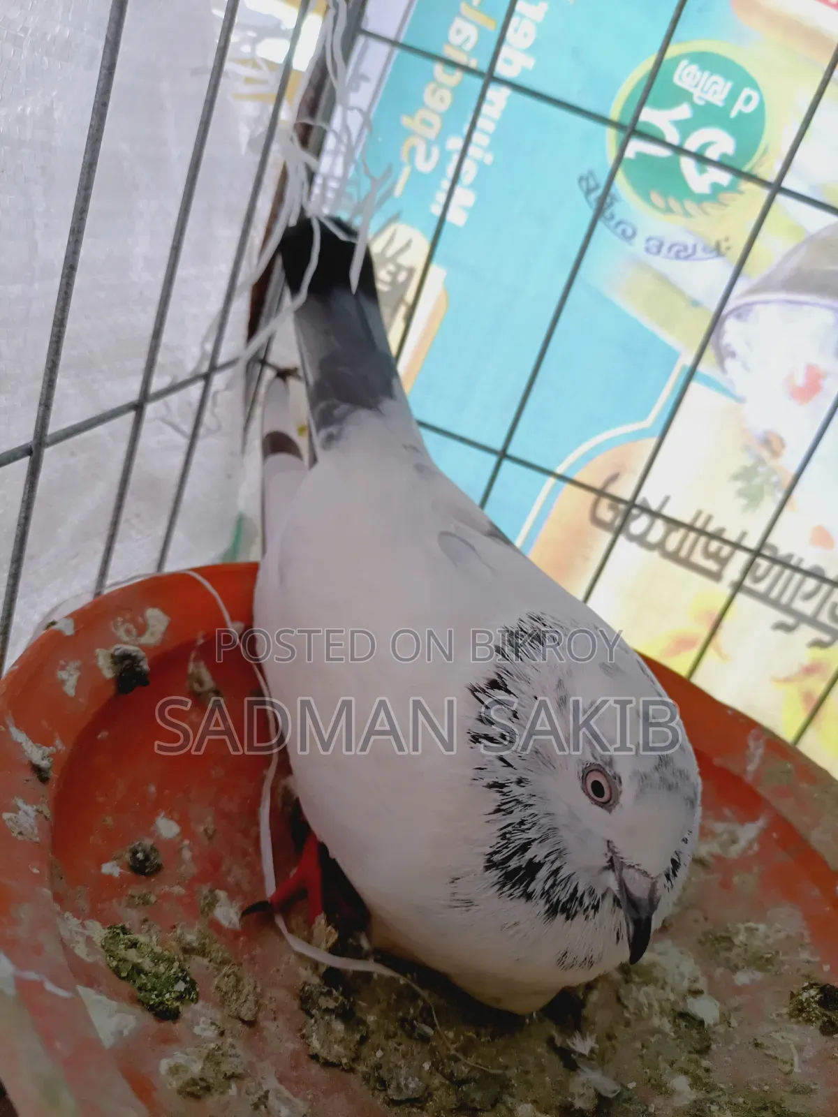 কালদম কবুতর