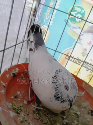 কালদম কবুতর