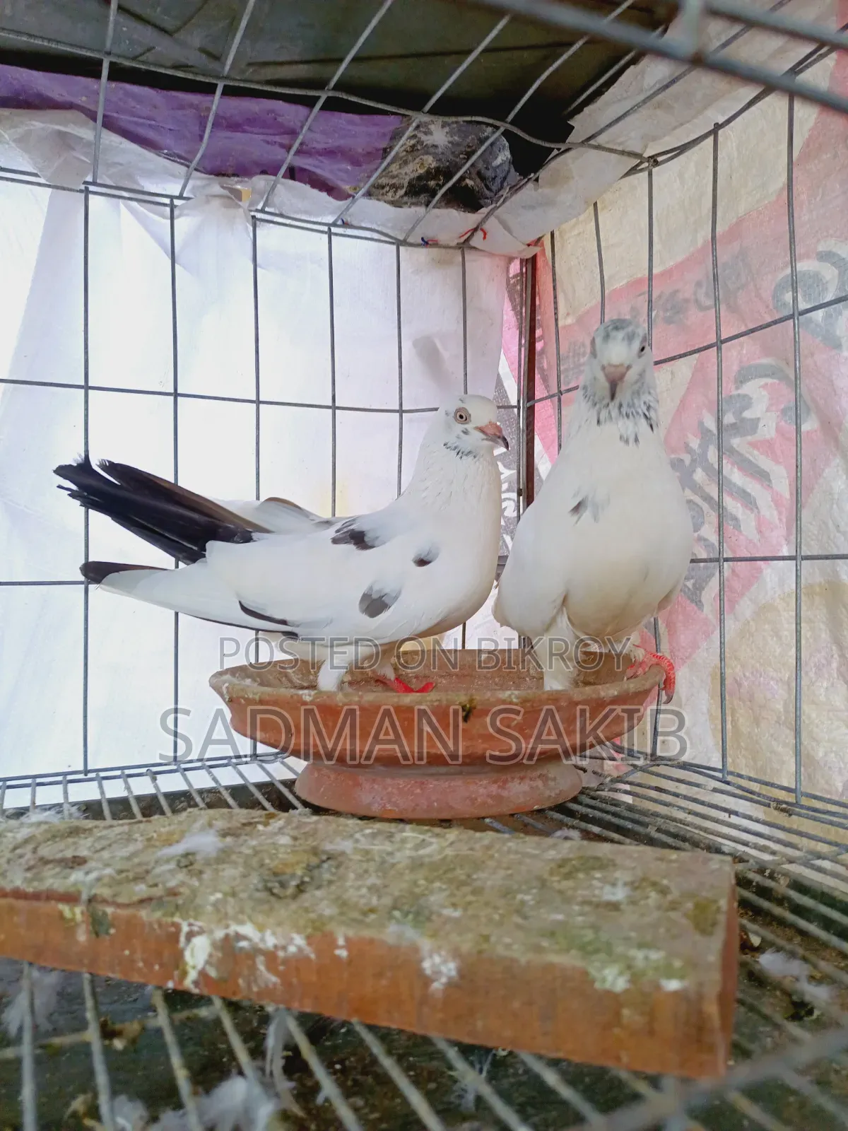 কালদম কবুতর