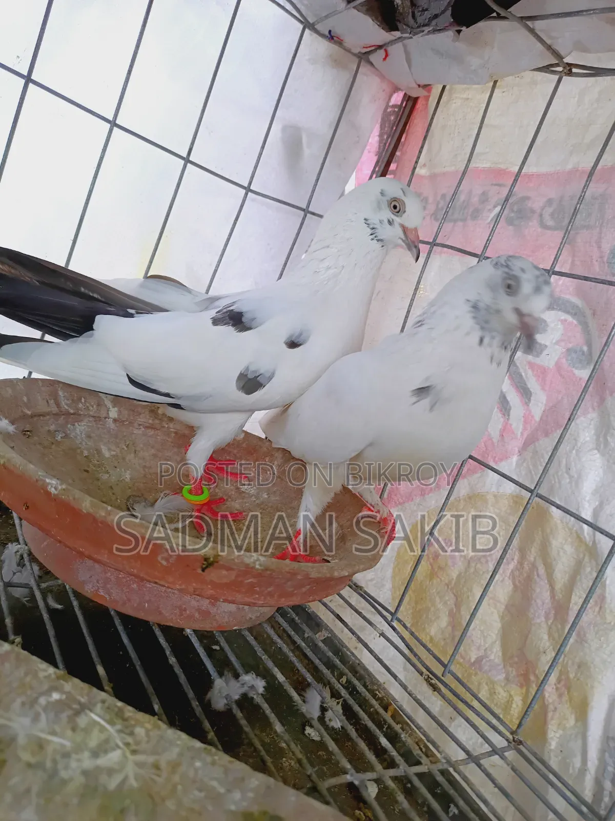 কালদম কবুতর