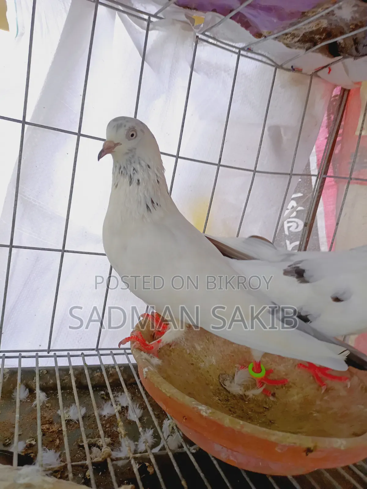 কালদম কবুতর