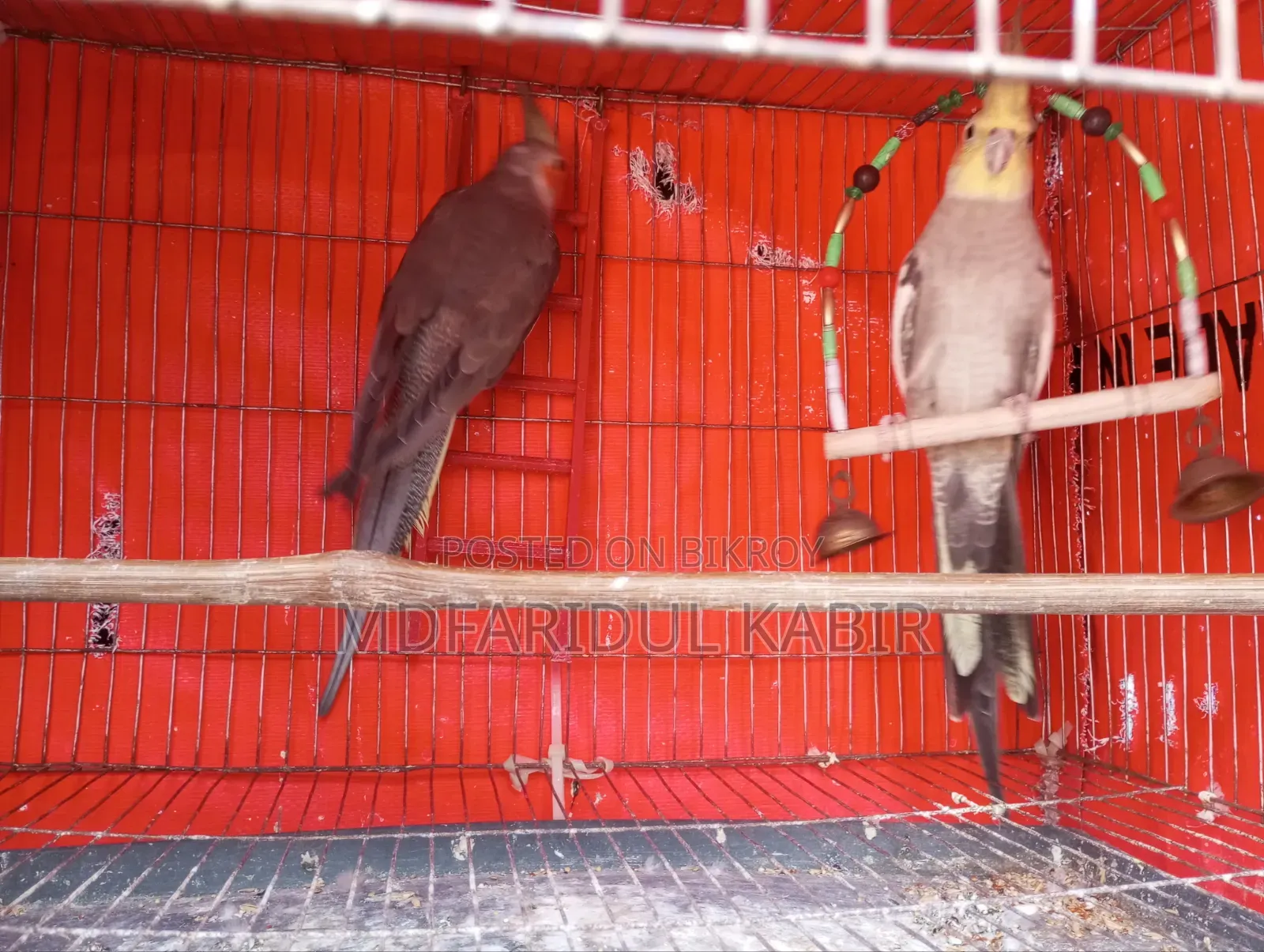 Cockatiel Male Bird 1 Piece