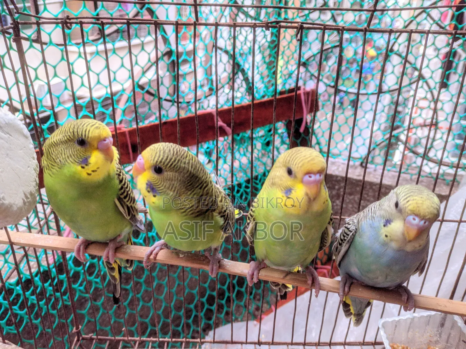 Budgerigar Birds