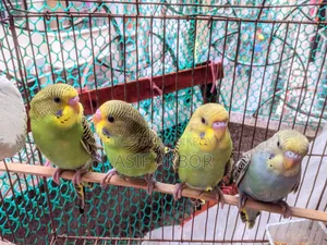 বাজরিগার পাখি