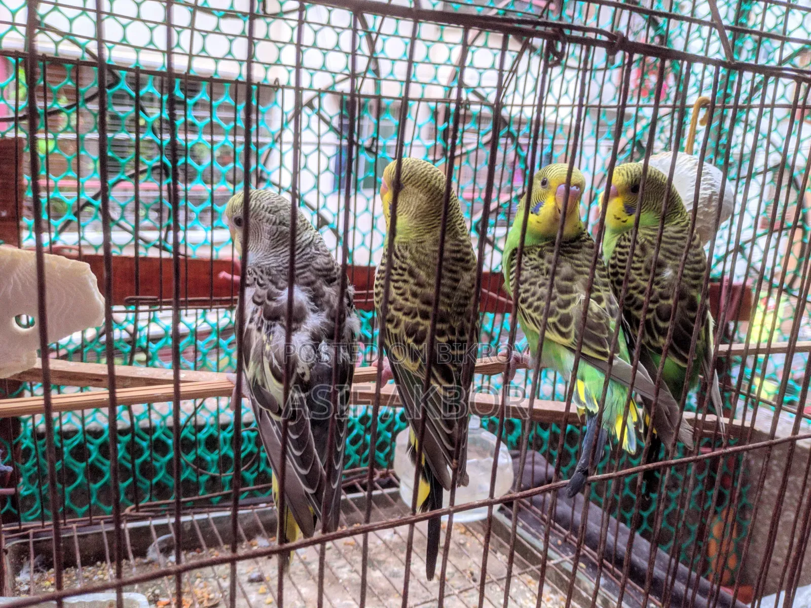 Budgerigar Birds