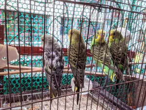 Budgerigar Birds