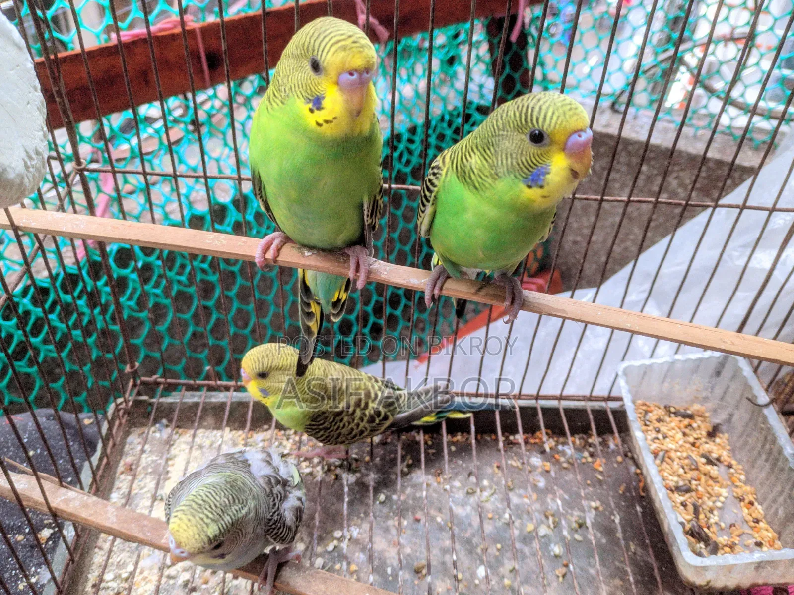 Budgerigar Birds