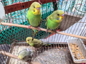 Budgerigar Birds