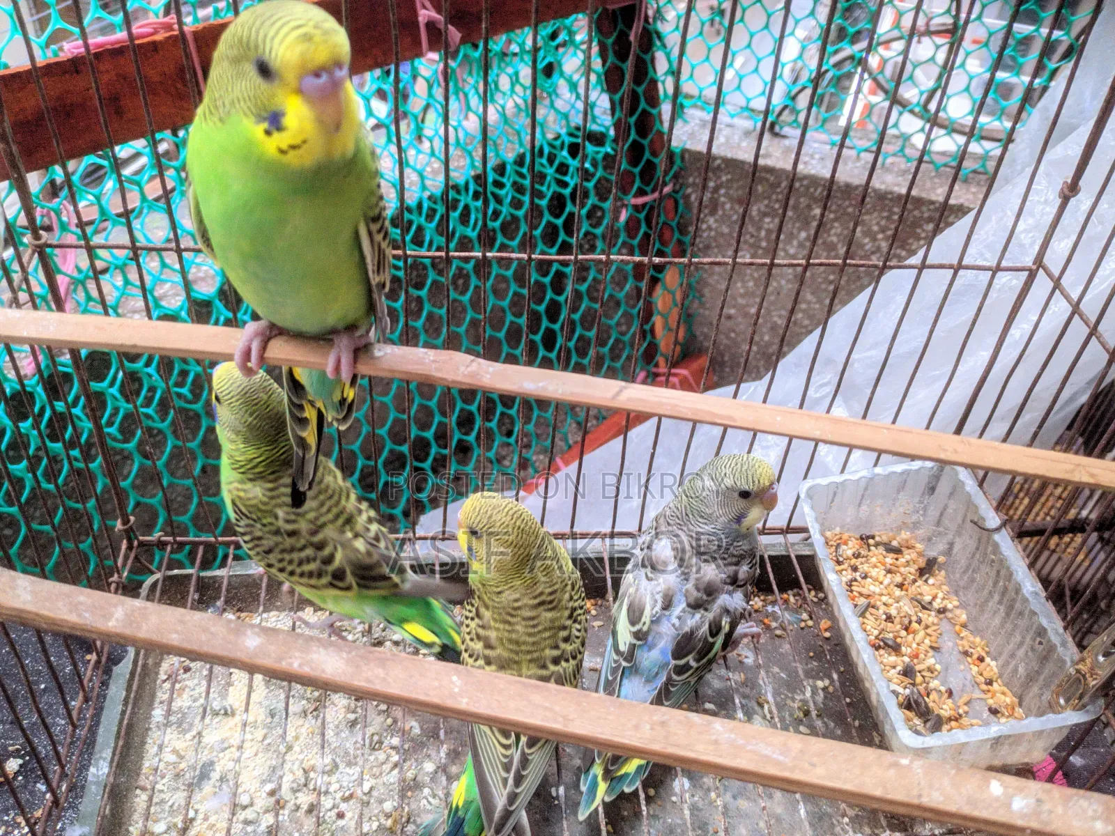 Budgerigar Birds