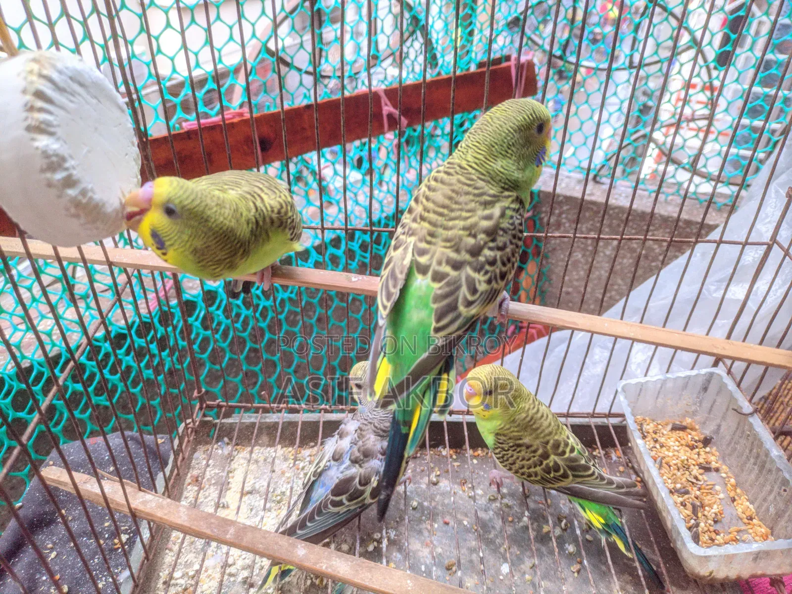 Budgerigar Birds